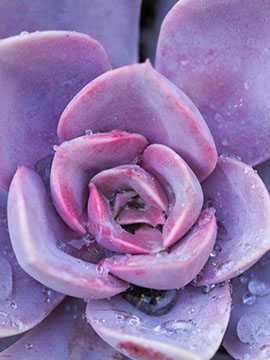 Mary Rogers-Lidstone